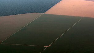I&scaron;kirstų atogrąžų mi&scaron;kų plotai paruo&scaron;ti sojų pupelių plantacijoms