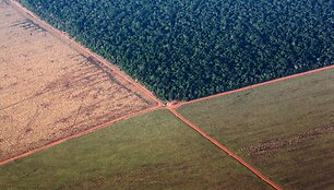 I&scaron;kirstų atogrąžų mi&scaron;kų plotai paruo&scaron;ti sojų pupelių plantacijoms