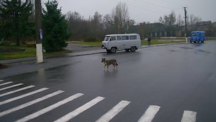 Gyvenimas evakuotame Černobylio miestelyje