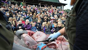 Danijos zoologijos sode skrodžiama liūtė