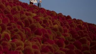 Rudens parkas Japonijoje