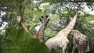Singapūro zoologijos sode gimęs žirafos jauniklis