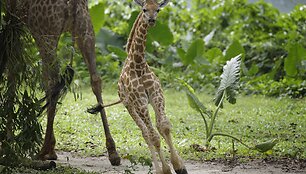 Singapūro zoologijos sode gimęs žirafos jauniklis