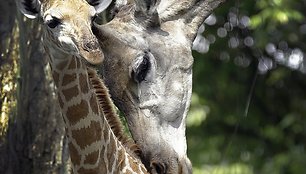 Singapūro zoologijos sode gimęs žirafos jauniklis