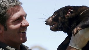 Sveiki Tasmanijos velniai paleidžiami į laisvę, kad padėtų atkurti nykstančią populiaciją.