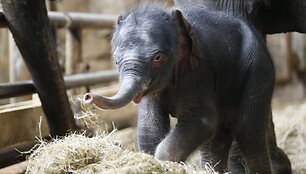 Vokietijos zoologijos sode pristatytas prie&scaron; 4 dienas gimęs drambliukas