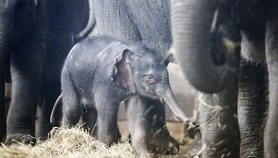 Vokietijos zoologijos sode pristatytas prie&scaron; 4 dienas gimęs drambliukas