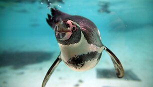 Kasmetinis gyvūnų sura&scaron;ymas Londono zoologijos sode