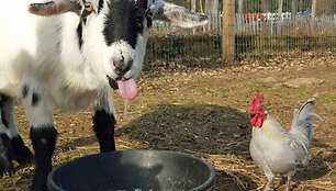 „Goats of Anarchy“ – fermoje kaip augintiniai Naujajame Džersyje laikomos ožkos 