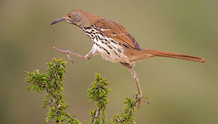 &bdquo;Audubon&ldquo; fotografijos apdovanojimų geriausios 2016 m. pauk&scaron;čių nuotraukos