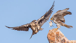 „Audubon“ fotografijos apdovanojimų geriausios 2016 m. paukščių nuotraukos