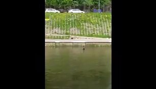 5731dc5263173video_5731dc519ce69