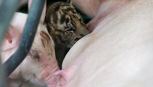 Tailando tigrų zoologijos sodo jauniklis auginamas su kiaulės jaunikliais