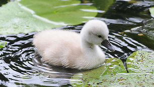 Žavinga gulbių šeimynėlė Hamburge