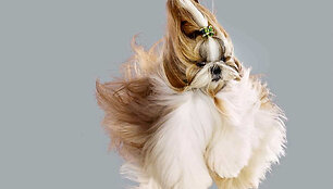 Fotografės Julia Christe knygos &bdquo;Dogs&ldquo; skraidančio &scaron;uns portretas