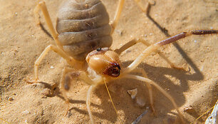 9. Solifugae &ndash; solpūga