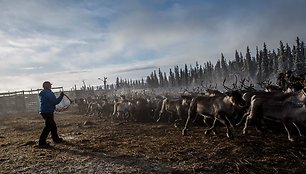 Švedijos samiai, šiaurės elnių augintojai