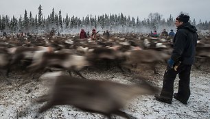 Švedijos samiai, šiaurės elnių augintojai