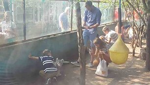 Klaipėdos zoologijos sodas, fotografavimas su tigrų jaunikliais