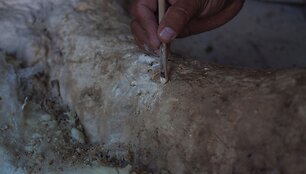 Paleontologai Meksikoje valo prie&scaron; metus rastus mamuto griaučius
