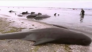 Naujojoje Zelandijoje į krantą išmesta šimtai negyvų delfinų