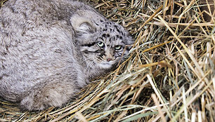 Į Lietuvos zoologijos sodą atvyko naujas gyvūnas &ndash; Manulas