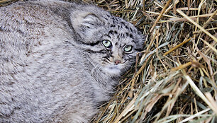 Į Lietuvos zoologijos sodą atvyko naujas gyvūnas &ndash; Manulas