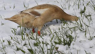 Gausus pavasarinis sniegas Europoje