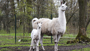 Lama Aistė su mama