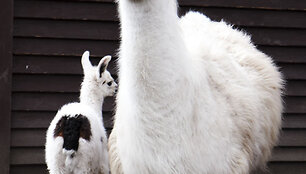 Lama Aistė su mama
