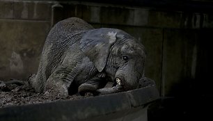 Prieš metus uždarytame Buenos Airės zoologijos sode dauguma gyvūnų vis dar narvuose