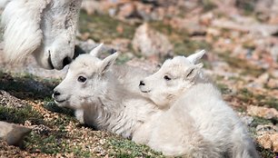 Fotografės užfiksuoti ant akmenų šokinėjantys nuotaikingi ožiukai