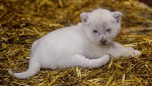 Baltojo liūto jaunikliai Prancūzijos zoologijos sode