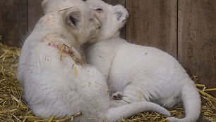 Baltojo liūto jaunikliai Prancūzijos zoologijos sode