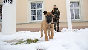 Pasieniečių tarnybinių &scaron;unų būrį papildė keturi jauni belgų aviganiai