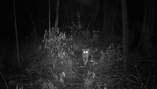 Bėgdami nuo žmonių jaguarai Brazilijoje prisitaikė gyventi džiunglių medžių viršūnėse
