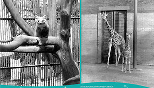 Jubiliejinė zoo paroda Nemuno saloje