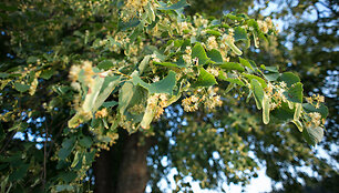 Labanoro gamta