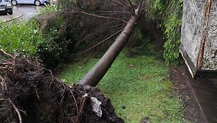 Kaune praūžė liūtis