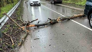 Ant važiuojančio kauniečio automobilio užkrito medis