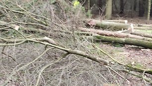 Kauno rajono Radikių kaime vyras, manoma, be leidimo išpjovė medžius