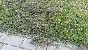 Jonučių bendruomenė piktinasi, kad vietos valdžia tinkamai neprižiūri verslo dovanoto parko