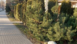 Kauniečio užfiksuoti galimi pažeidimai Žaliakalnyje