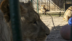 Pavasarį Lietuvos zoologijos sode – meilės metas