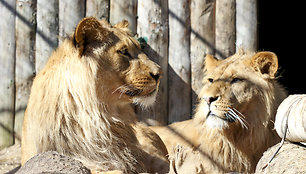 Pavasarį Lietuvos zoologijos sode – meilės metas