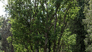 Veliuona