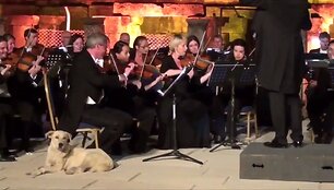 &Scaron;uo prisėdo pasiklausyti klasikinės muzikos koncerto. 