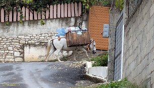 Albanijoje galima i&scaron;vysti ir &scaron;tai tokį transportą