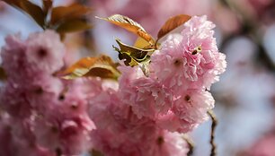 sipausa_20061795
