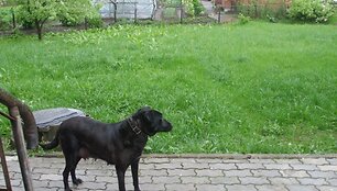 Įkrauk.lt nuotrauka